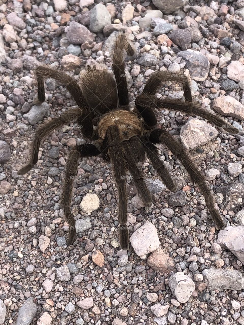 Tarantula walking in midday 