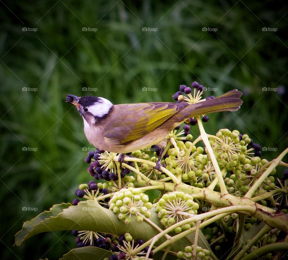A closeup photo of a colorful bird snacking in the bushes in the spring 