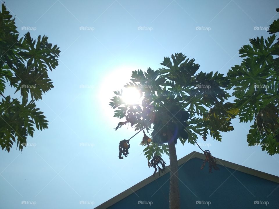 Papaya tree with Sun and sky