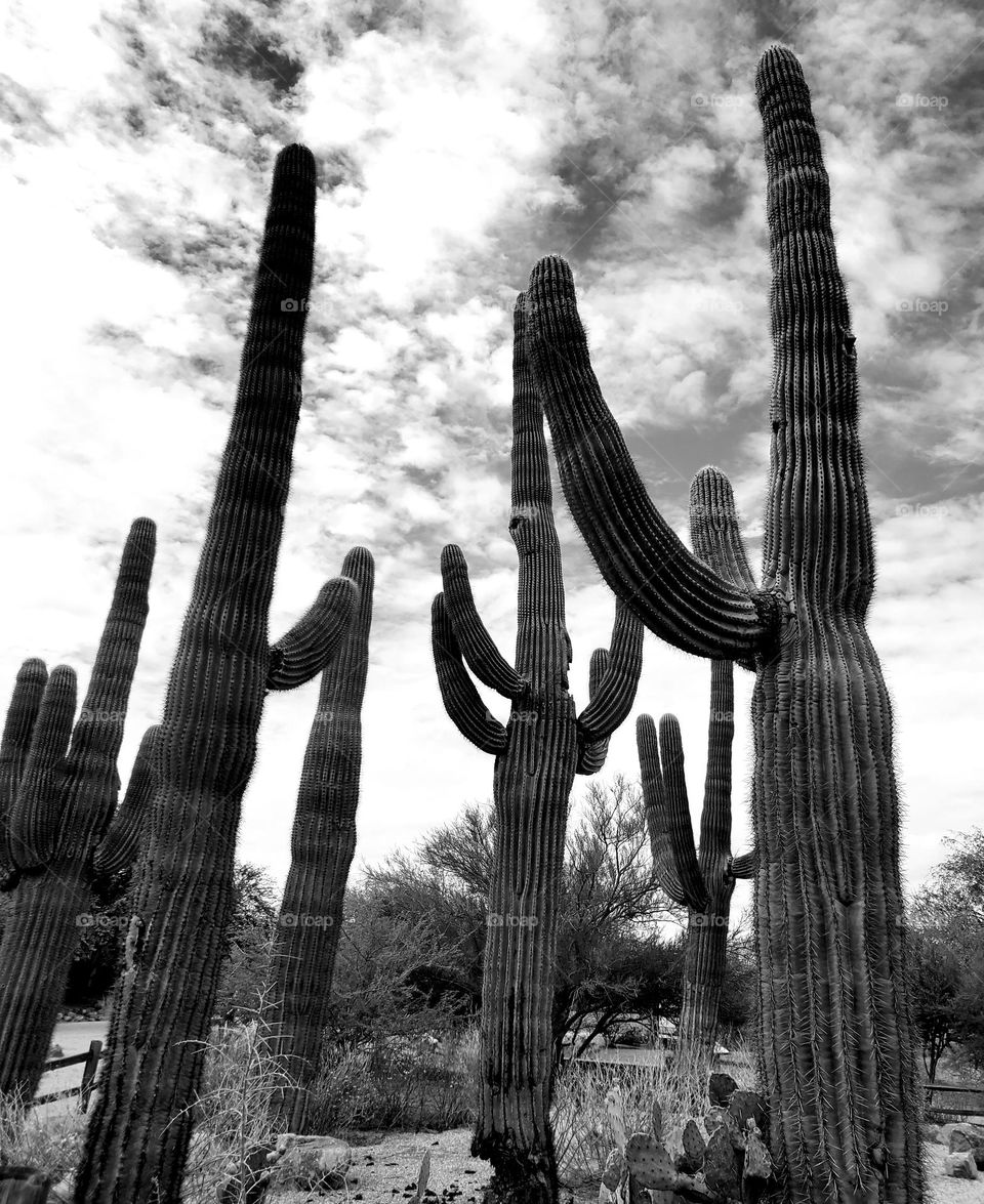 Saguaro Cactus in Black and White