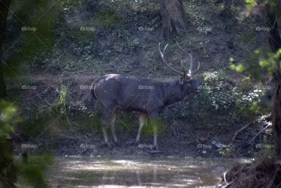 Deer in all its beauty and elegance, nothing beats nature in style.