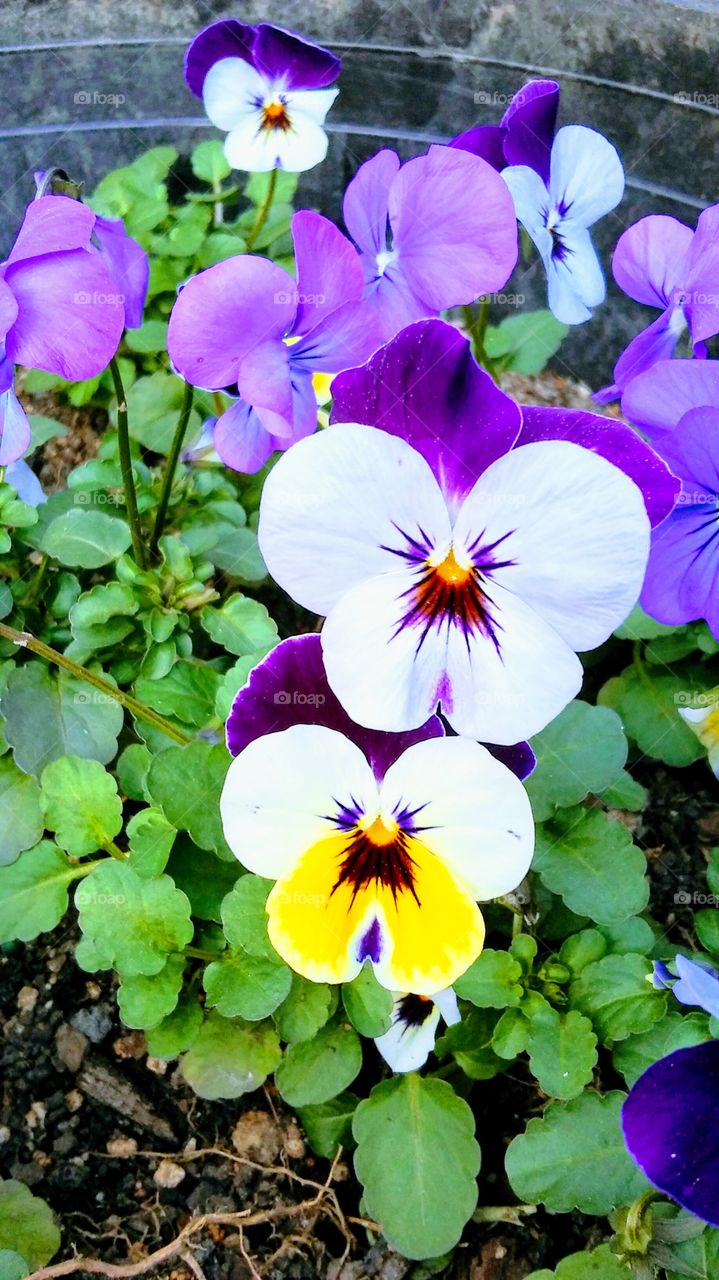 Violet Violas
