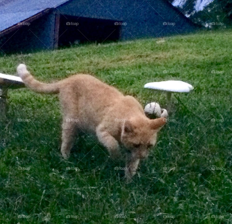 Tiptoe Through the Toadstools