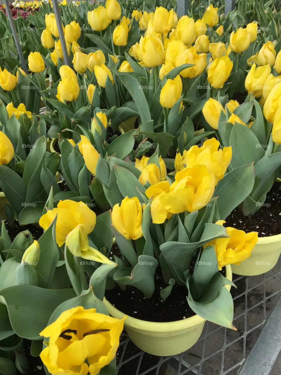 Yellow flowers