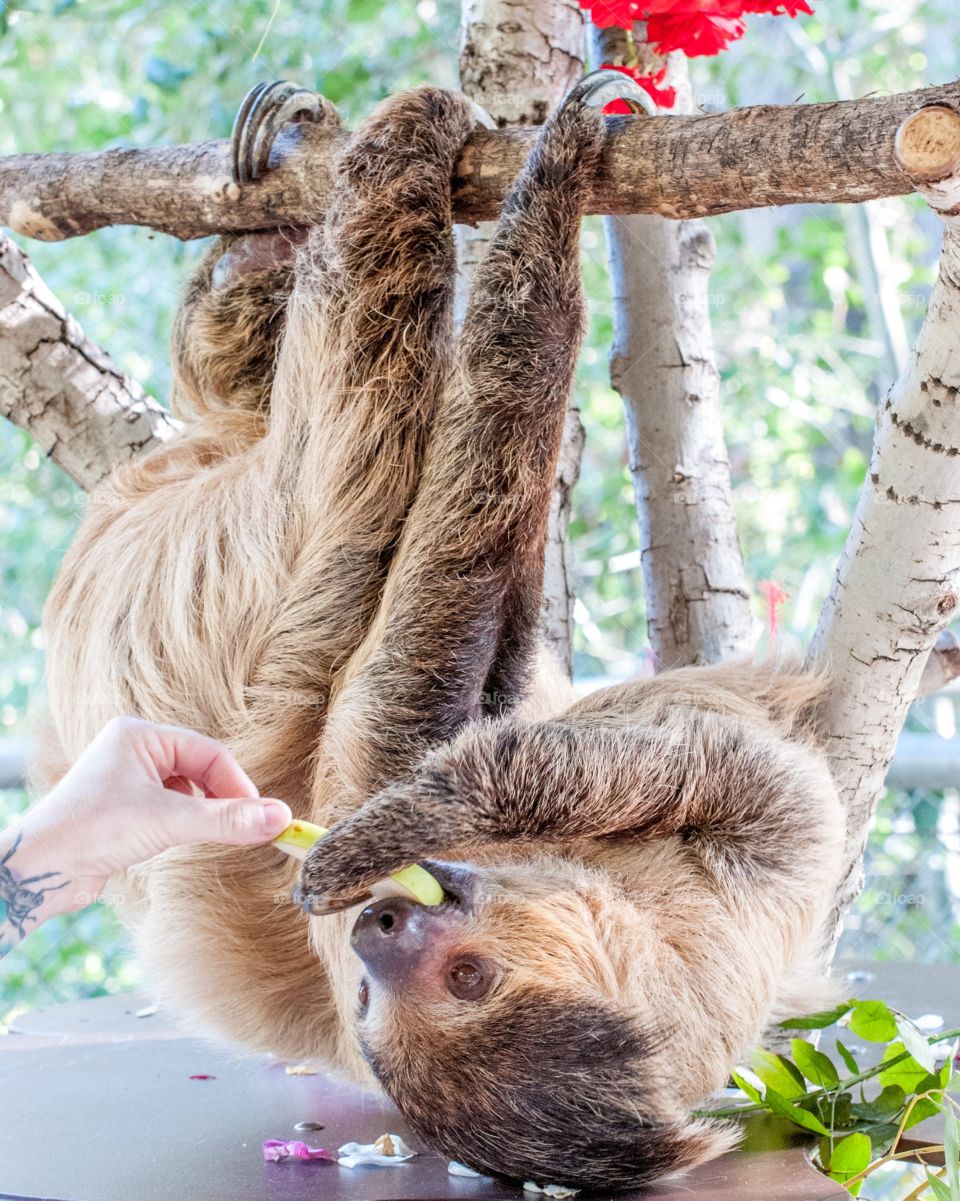 Sloth Eating Pear