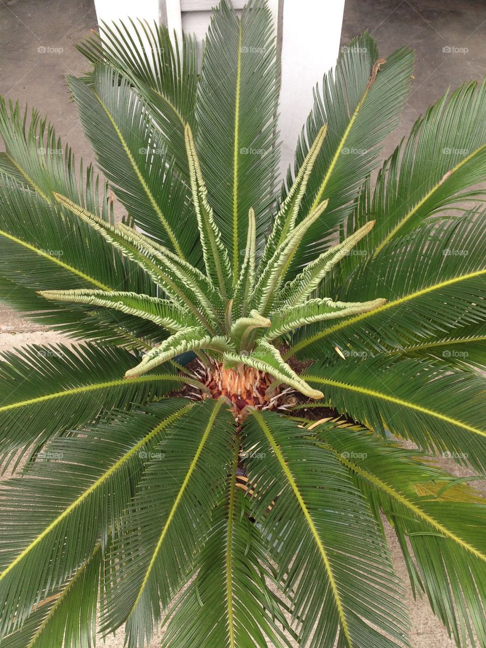 Palm blooming