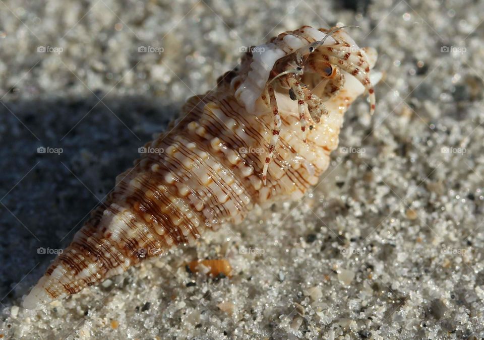 Down by the sea shore. collecting shells without disturbing homes