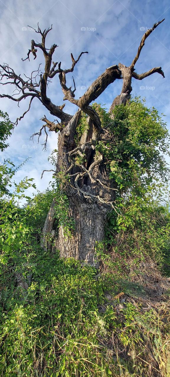 a tree over a hundred years old