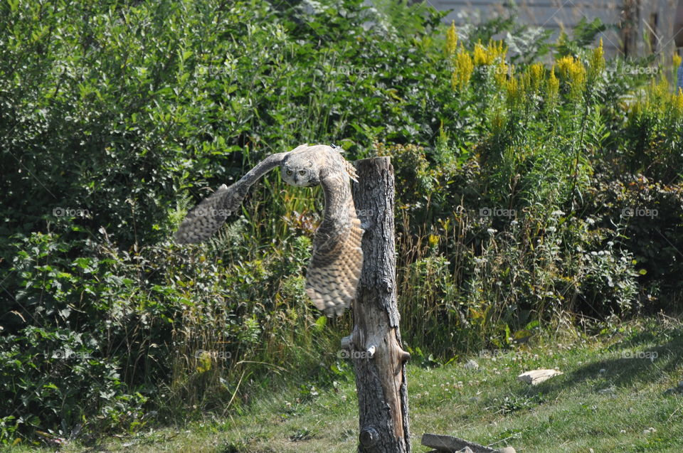 Beautiful Owl