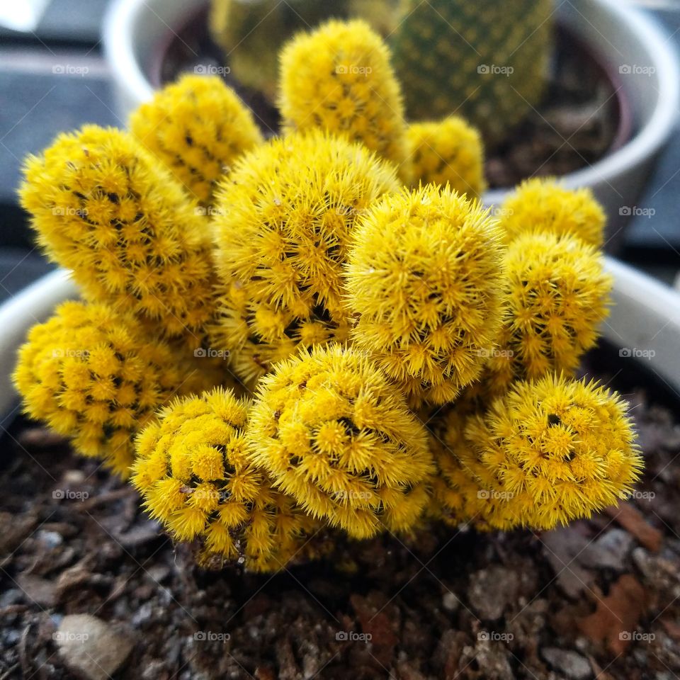 A tiny, fuzzy yellow cactus