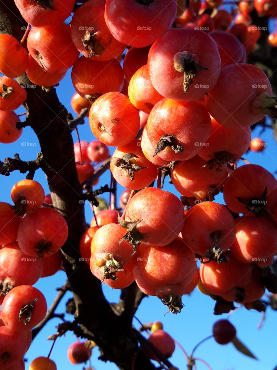 Paradise apples in november. Poland, Zielona Góra.