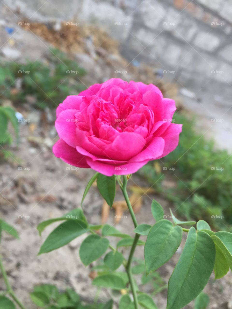 Paneer rose 