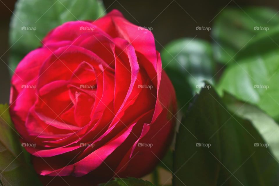 red rose