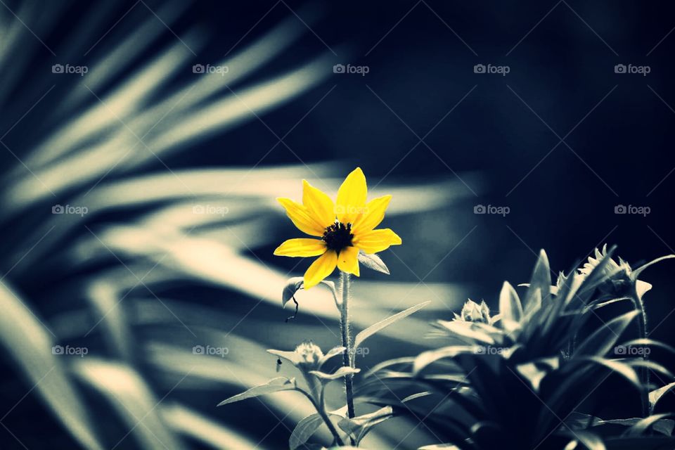 Black & White Flower with Yellow Petals