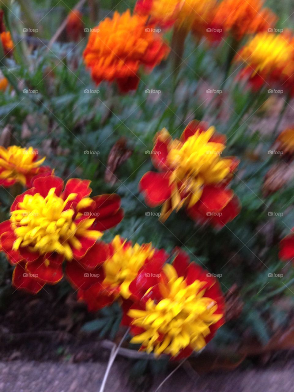 Color of fun. A summer flower in a michigan park is full bloom and colorful 