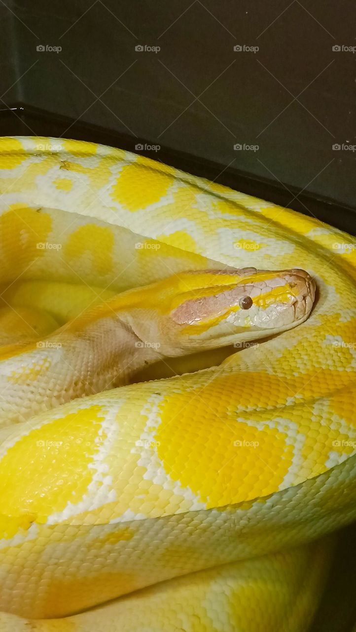 yellow energy, yellow, snake, animals, python, yellow python