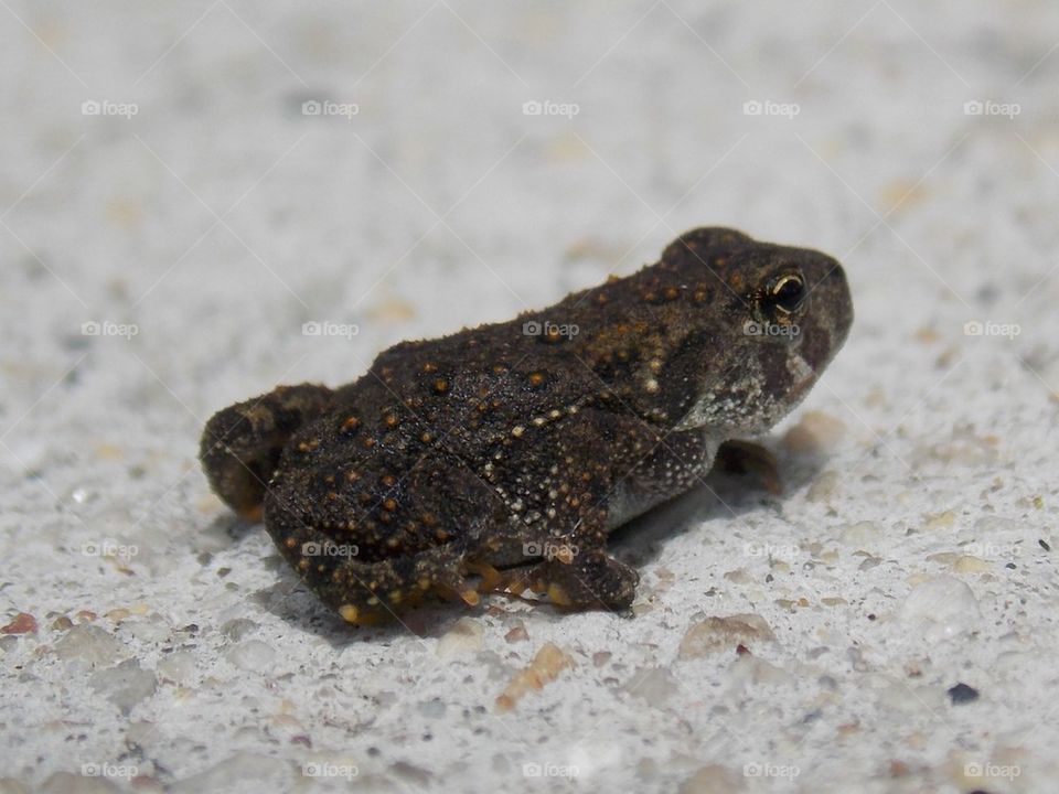 toad 