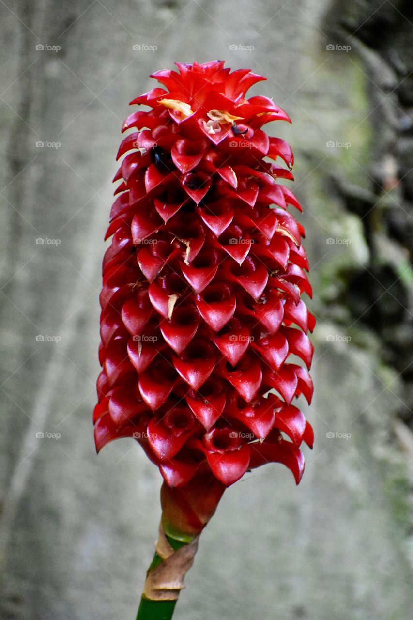 Zingiber zerumbet or pinecone ginger