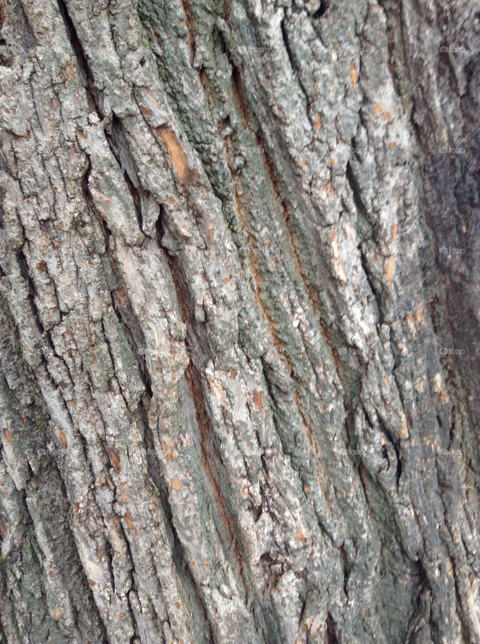 Tree bark