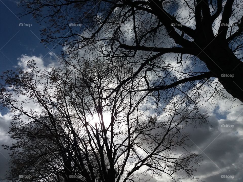 winter trees