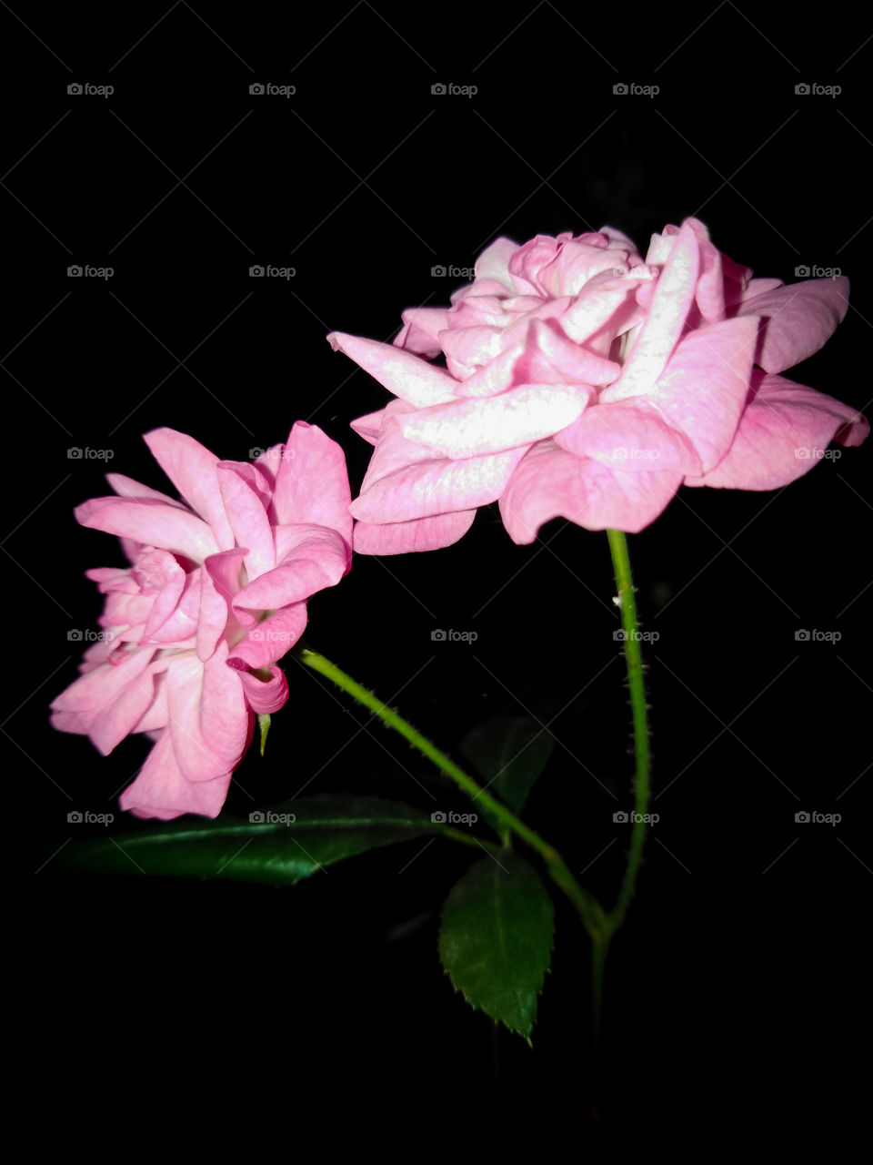 Where will the rose be, it will be a rose.