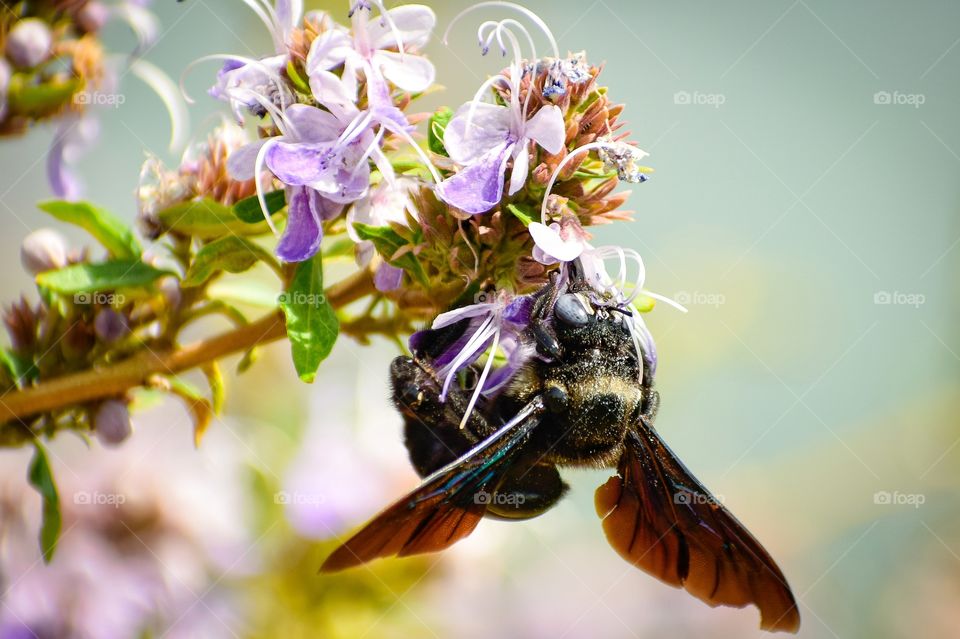 carpenter bee.
Thousands of magic are seen every day in this wonderful magical city of nature.  All this magic is hidden in the wonderful art of nature.  There is no answer to this art either.  Thousands of colors are involved in this art.