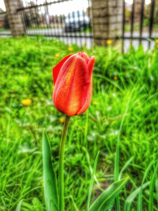 flower