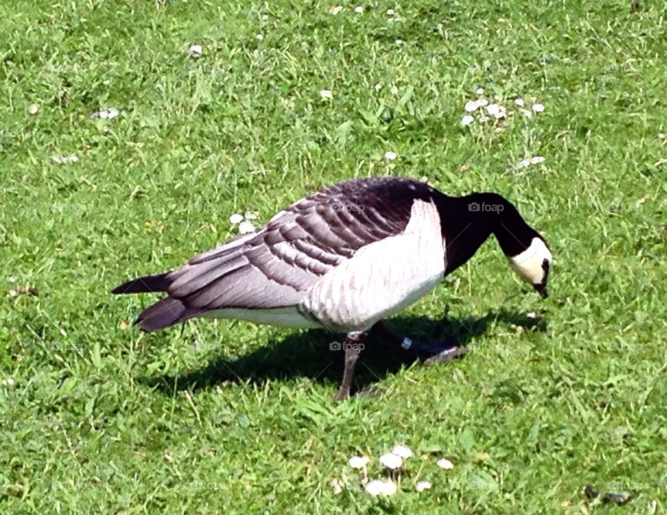 GOOSE, ANIMAL, GARDEN, PARK