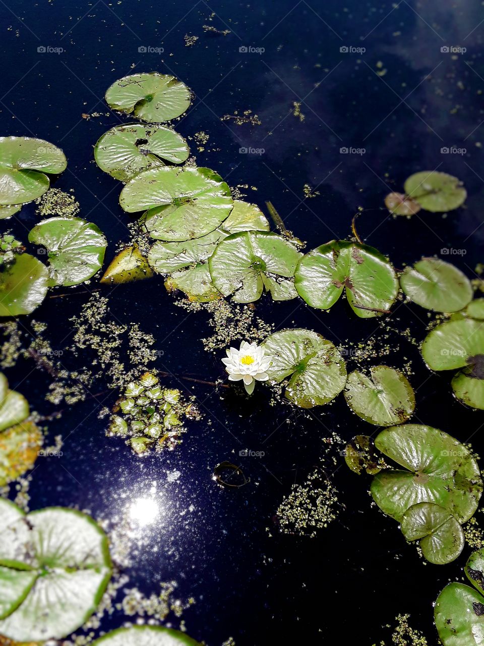 Lily pads in the sun