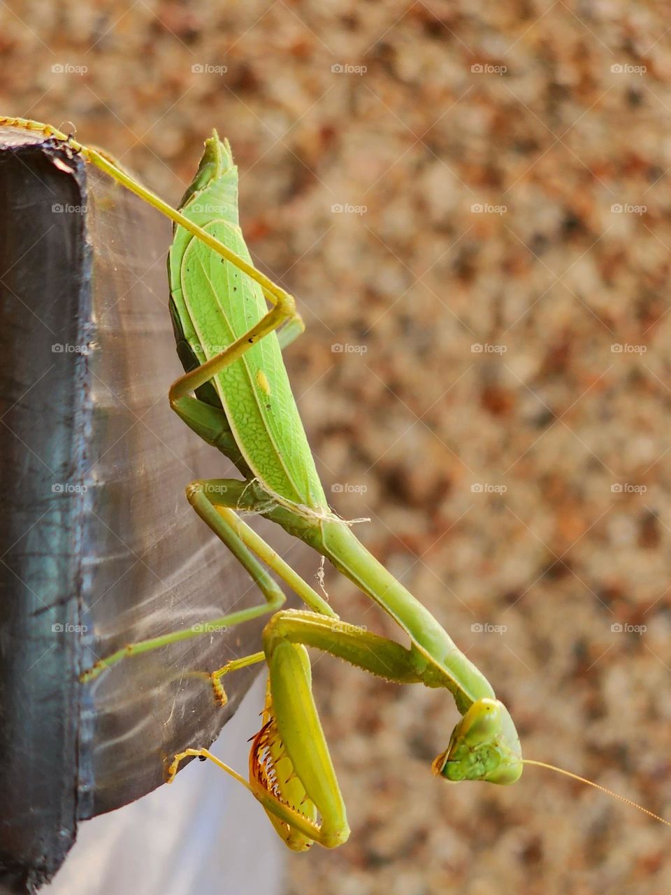 A Praying Mantis (Mantis religiosa) is a large Mantidae insect with unique features that easily distinguishes it from other insects.