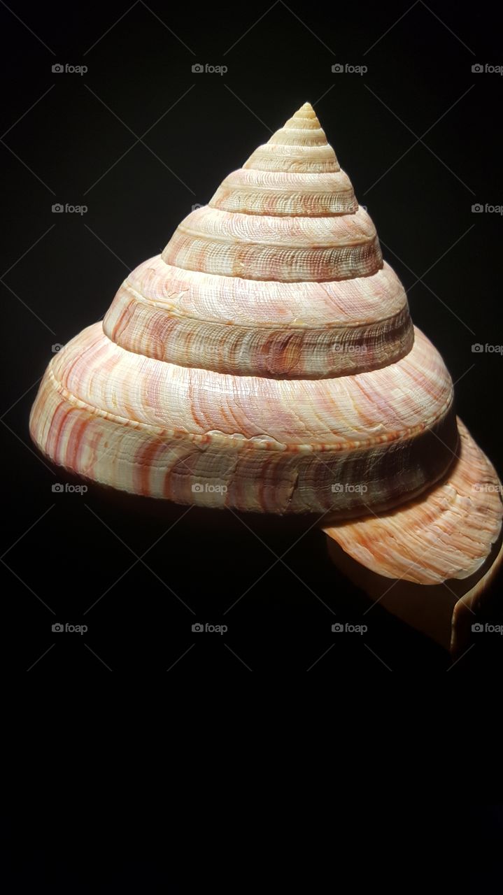 shell