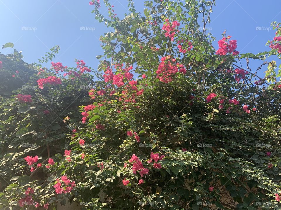 Bougainvillier 