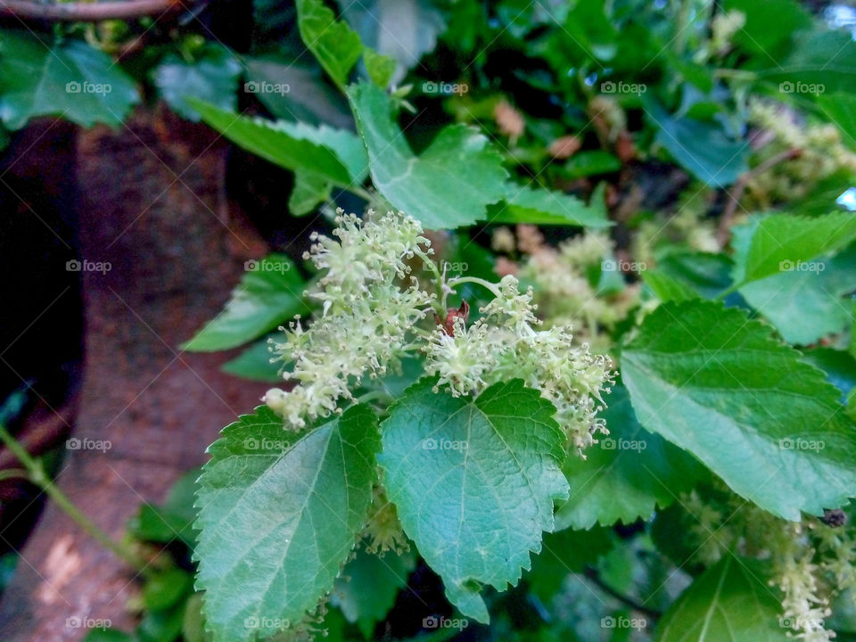 tree closeup