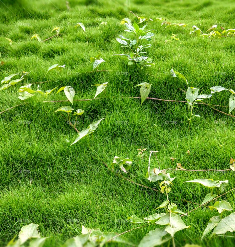 The memories of summer: Manila grasses lawn in summer, they gave me a memory of vivid, lush and fresh. but after summer, they are no longer so beautiful.