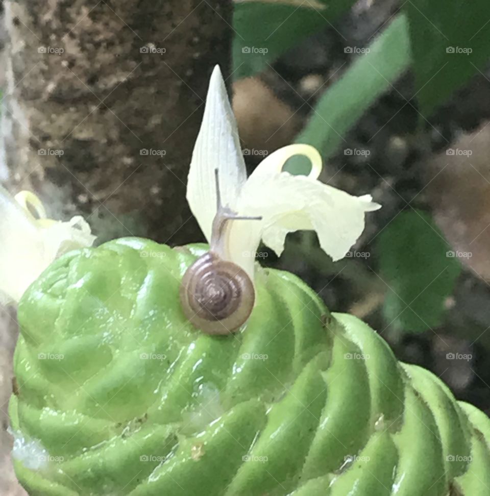 This adorable little snail was found on a ginger plant that has started blooming. 