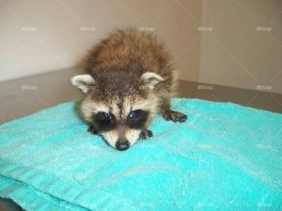 Baby Racoon