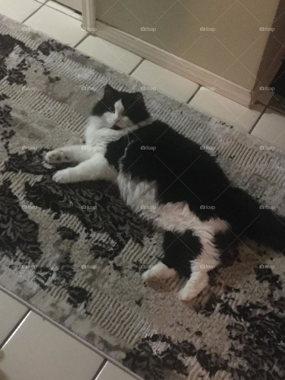 Furby the cat, his favourite pass time, laying around on the carpet, as you can tell by his big body, was taken on my iPhone 6, in this animal picture