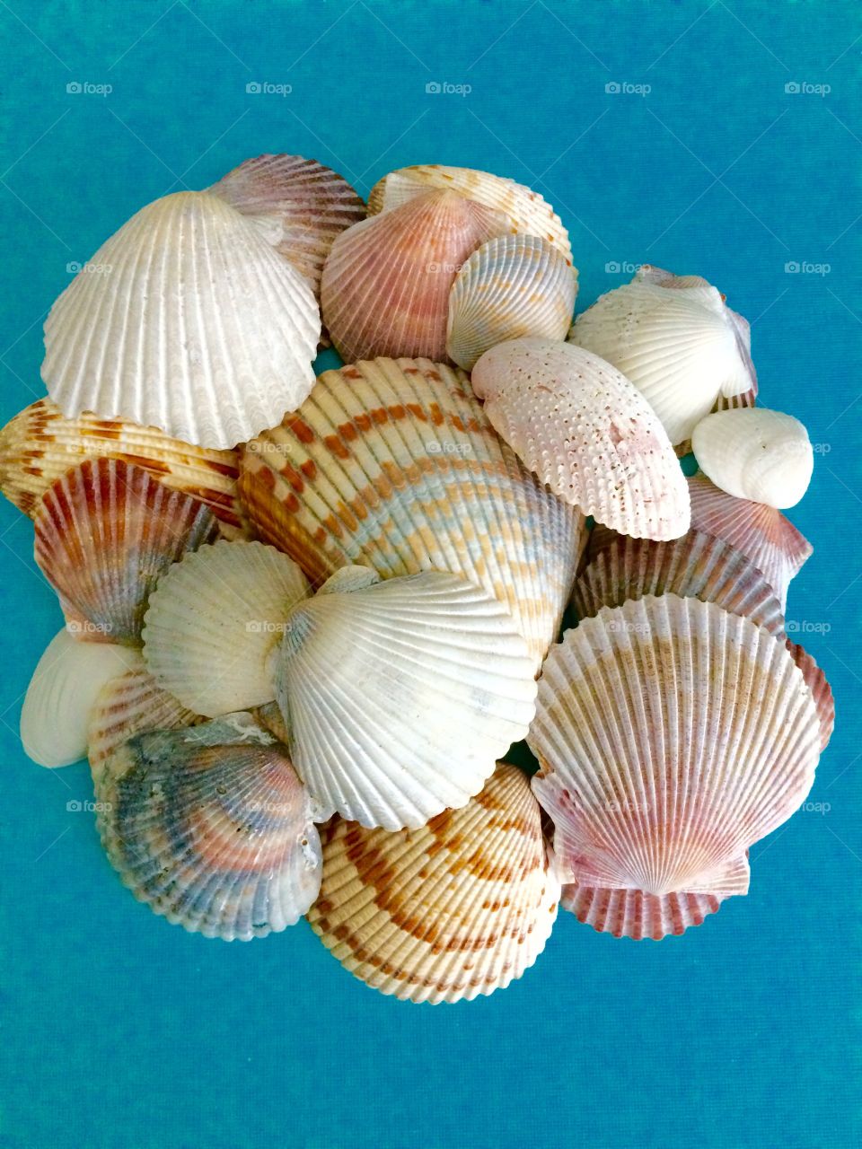 Seashells