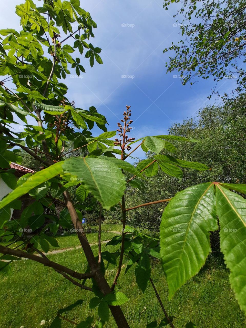 from the ground up - chesnut flowers