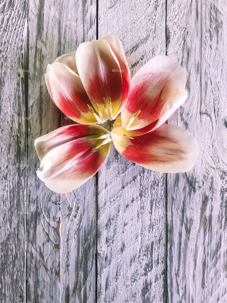 tulips 