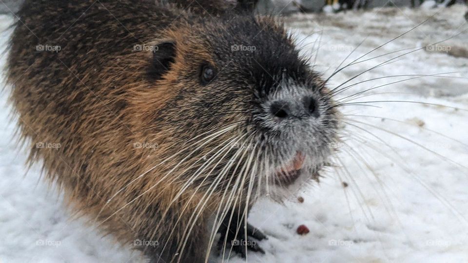 I present to you a portrait of one of the main residents of Prague's embankments, Nutria.