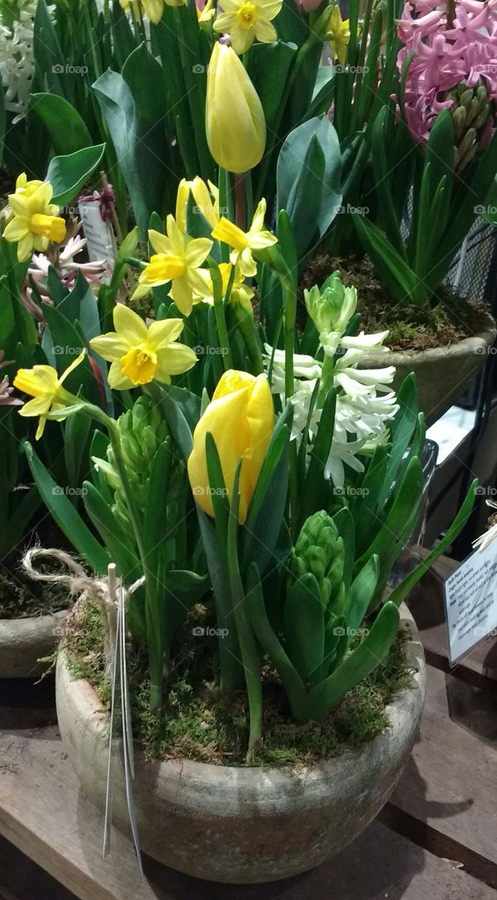 Spring Flowers in a pot