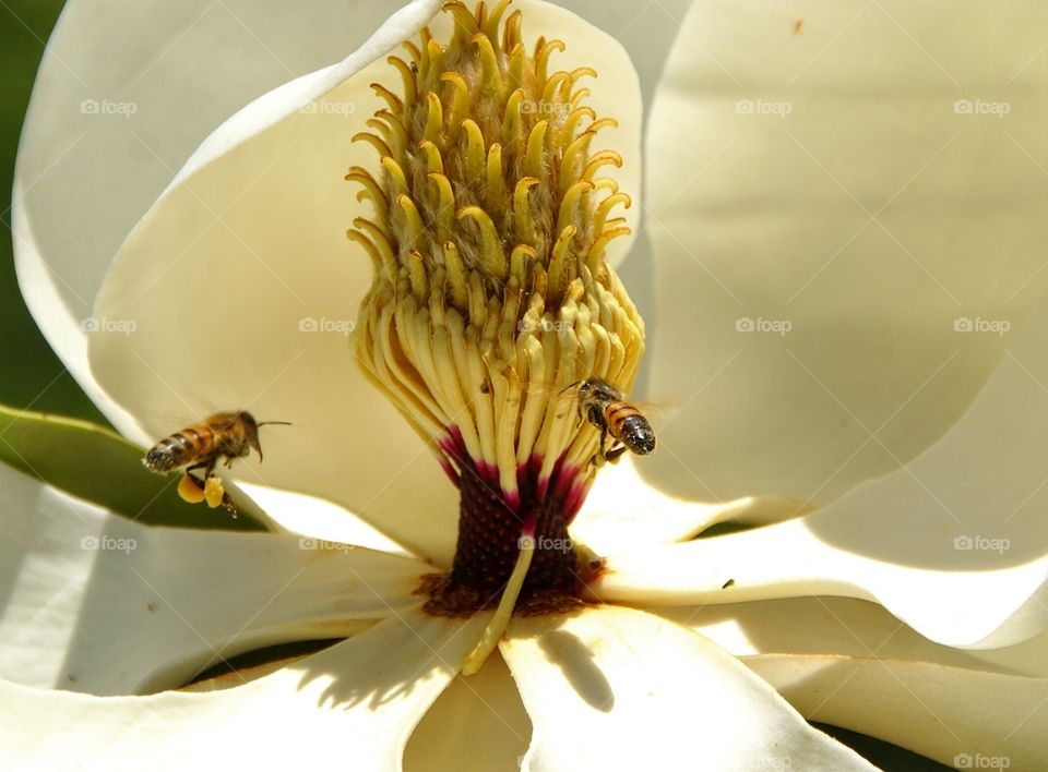 Bees and magnolia 