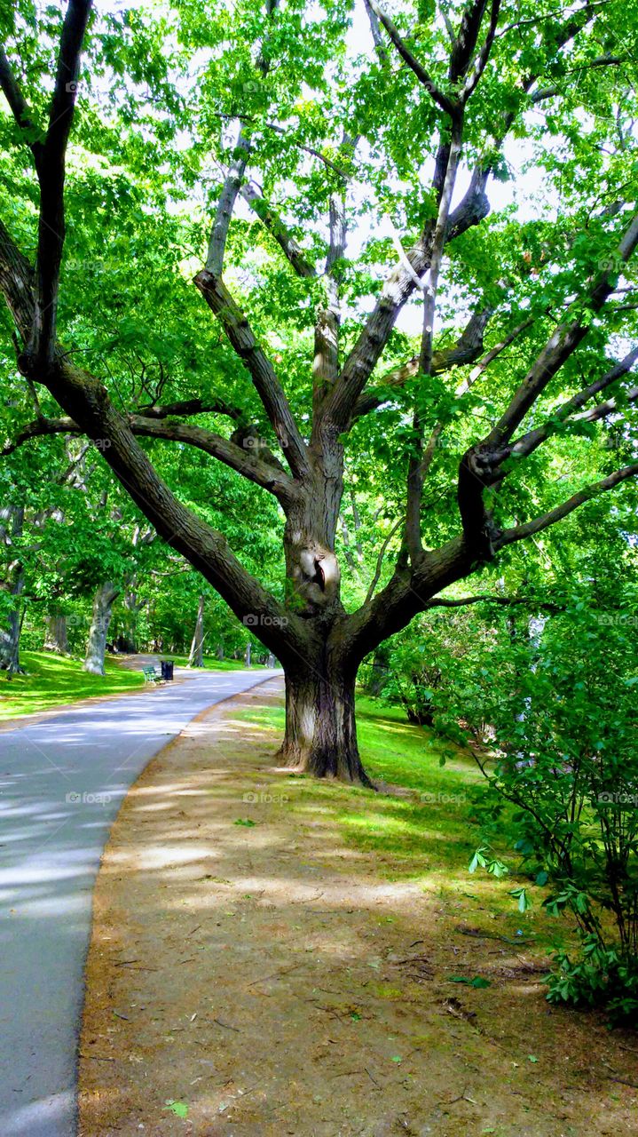 spring. trees. fresh.