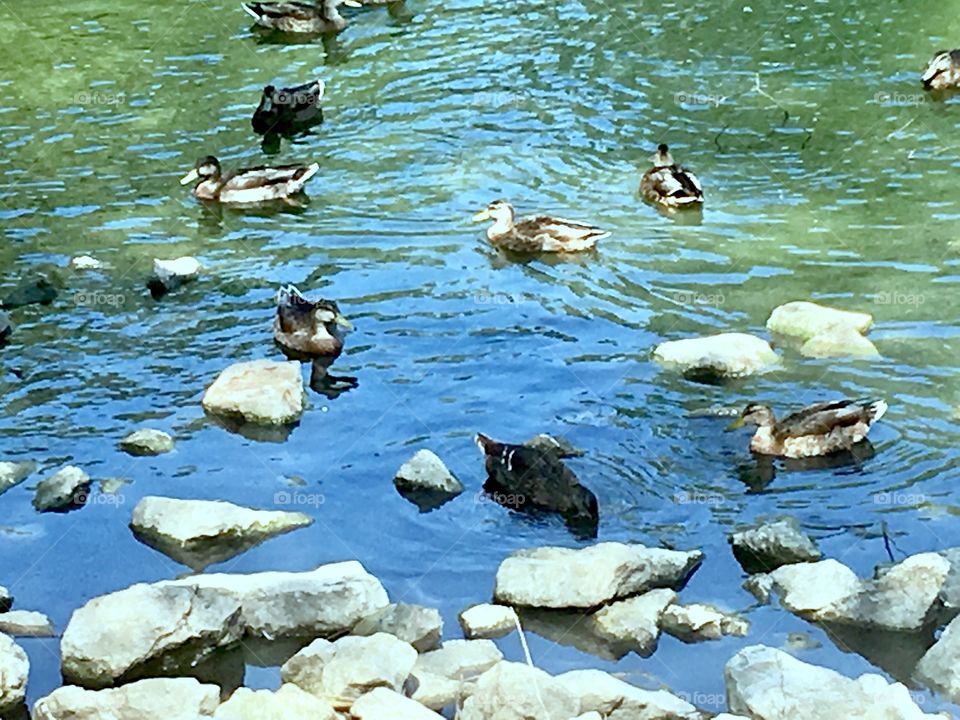 Family of Ducks swim peacefully together