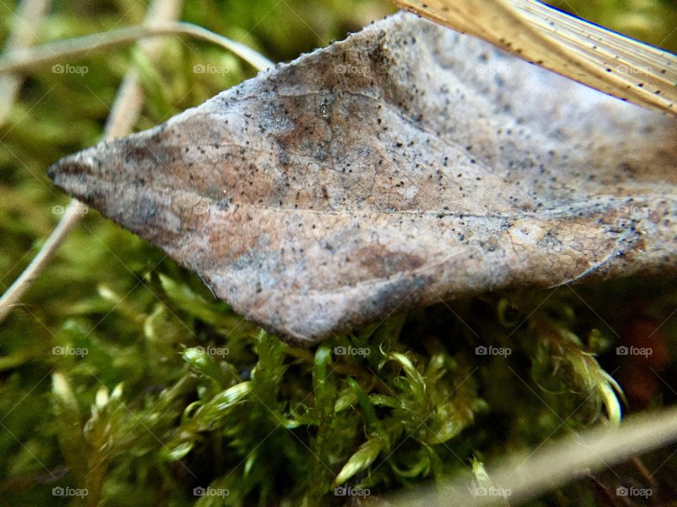 Died dried leaf on moss.
