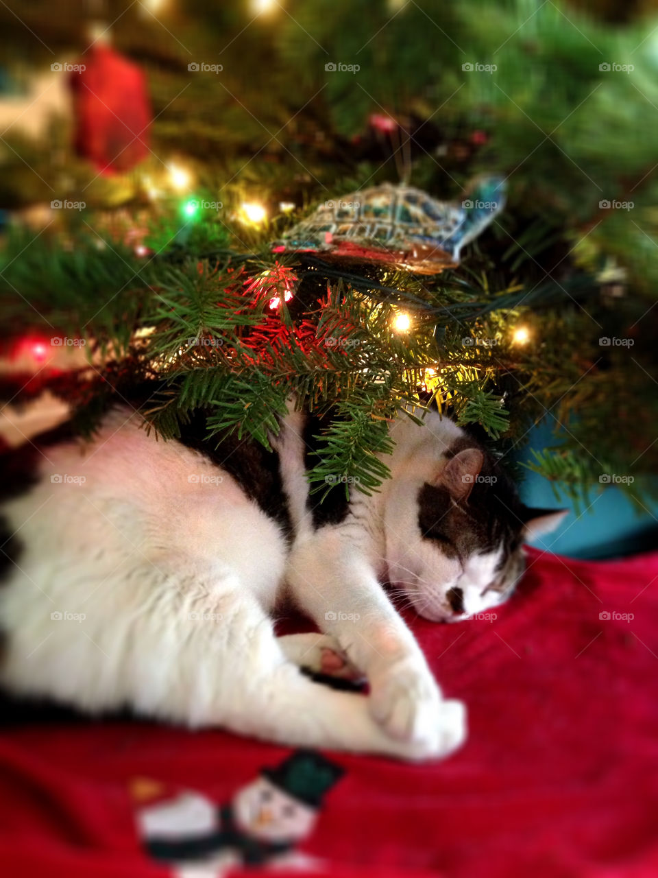 Christmas Cat!