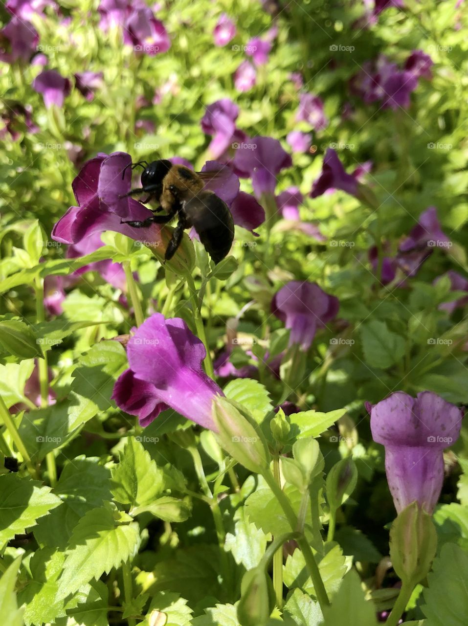 Closeup of bumblebee on pink flower in garden 