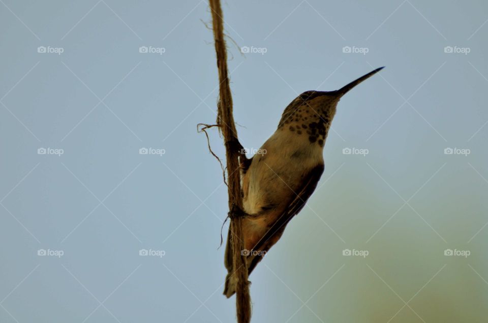 Curious hummingbird