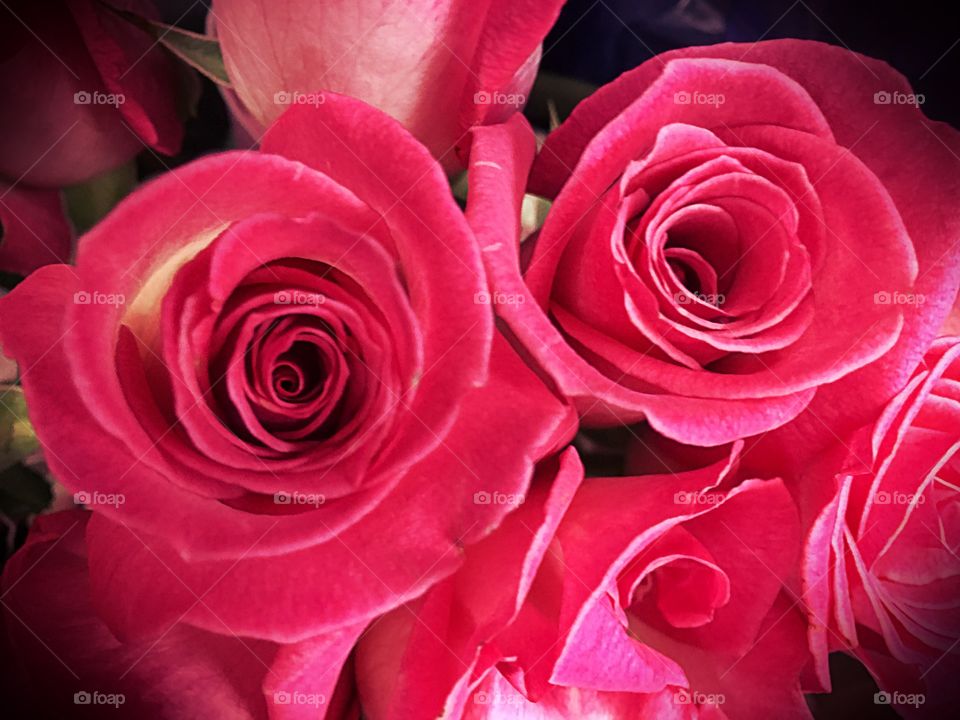 Vermillion roses

